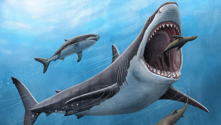 Megalodon Was Partially Warm-Blooded, New Research Shows | Sci.News