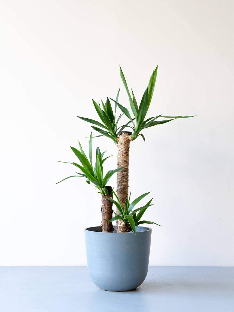 ユッカ 8号 | 観葉植物の通販 AND PLANTS (アンドプランツ)