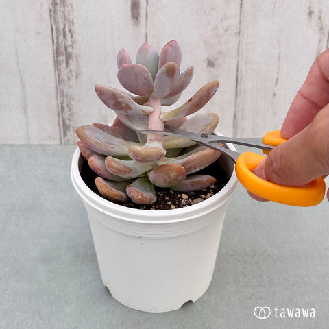 初心者必見】多肉植物の挿し木で失敗しないためのポイント – 多肉植物