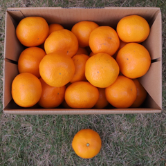 予約開始】樹上完熟！若野みかん3kg (sku: 3250) | 5STAR MARCHE