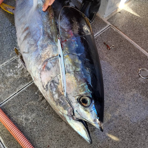 AZZURRO MAGAZINE】トンジギ中に50kgOVERの〇〇〇がかかった