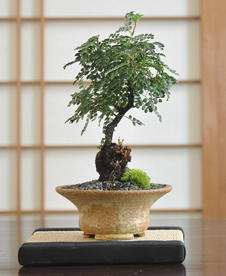 磯山椒（イソザンショウ） – 盆栽妙 本店