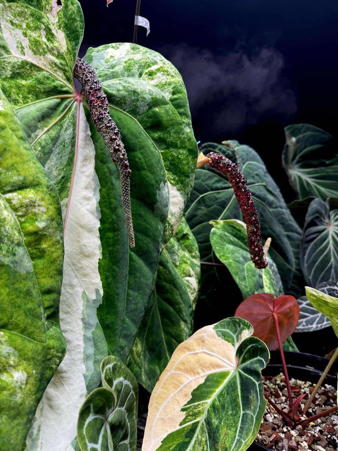 限定1株】アンスリウム PAP x RL 斑入り確認株 – RARE PLANTS JAPAN