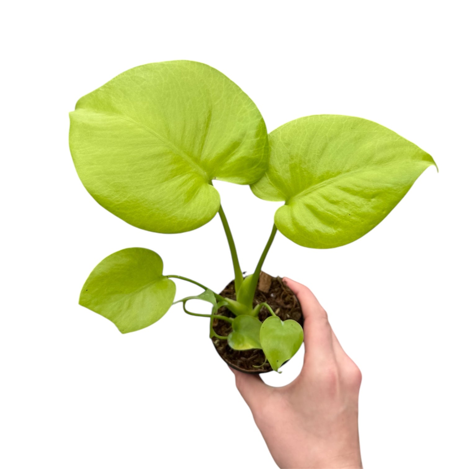 IMG-3331.jpg?v=1737776781