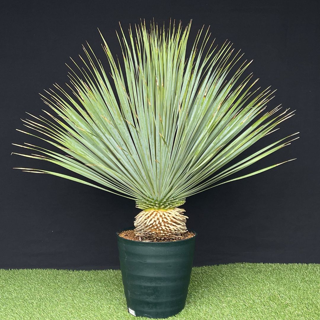 ユッカの通販 | 観葉植物はGreenSnapSTORE