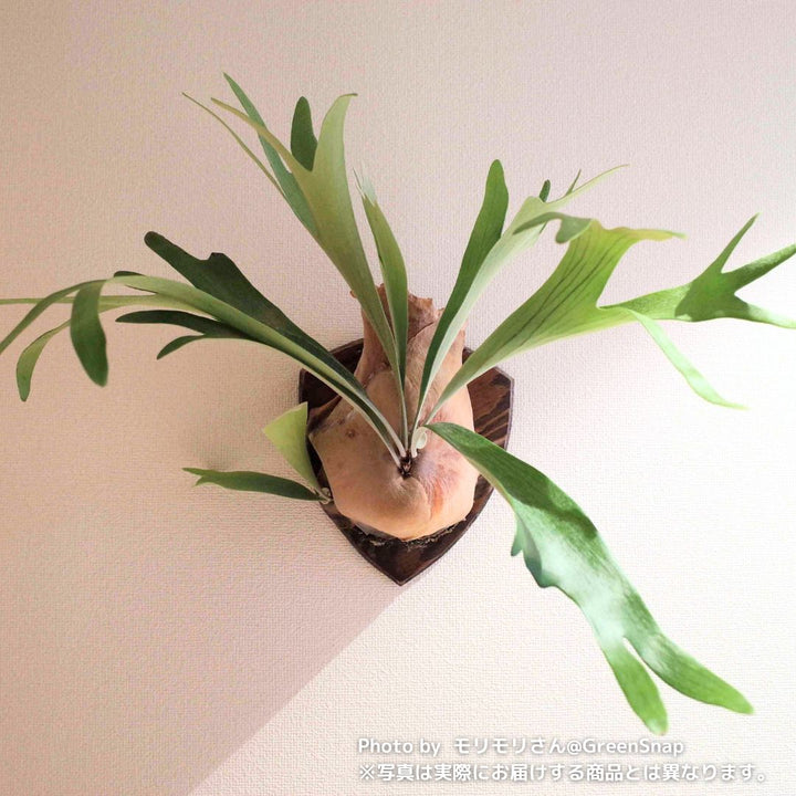 ビカクシダ・ネザーランド（コウモリラン） 6号の通販 | GreenSnap