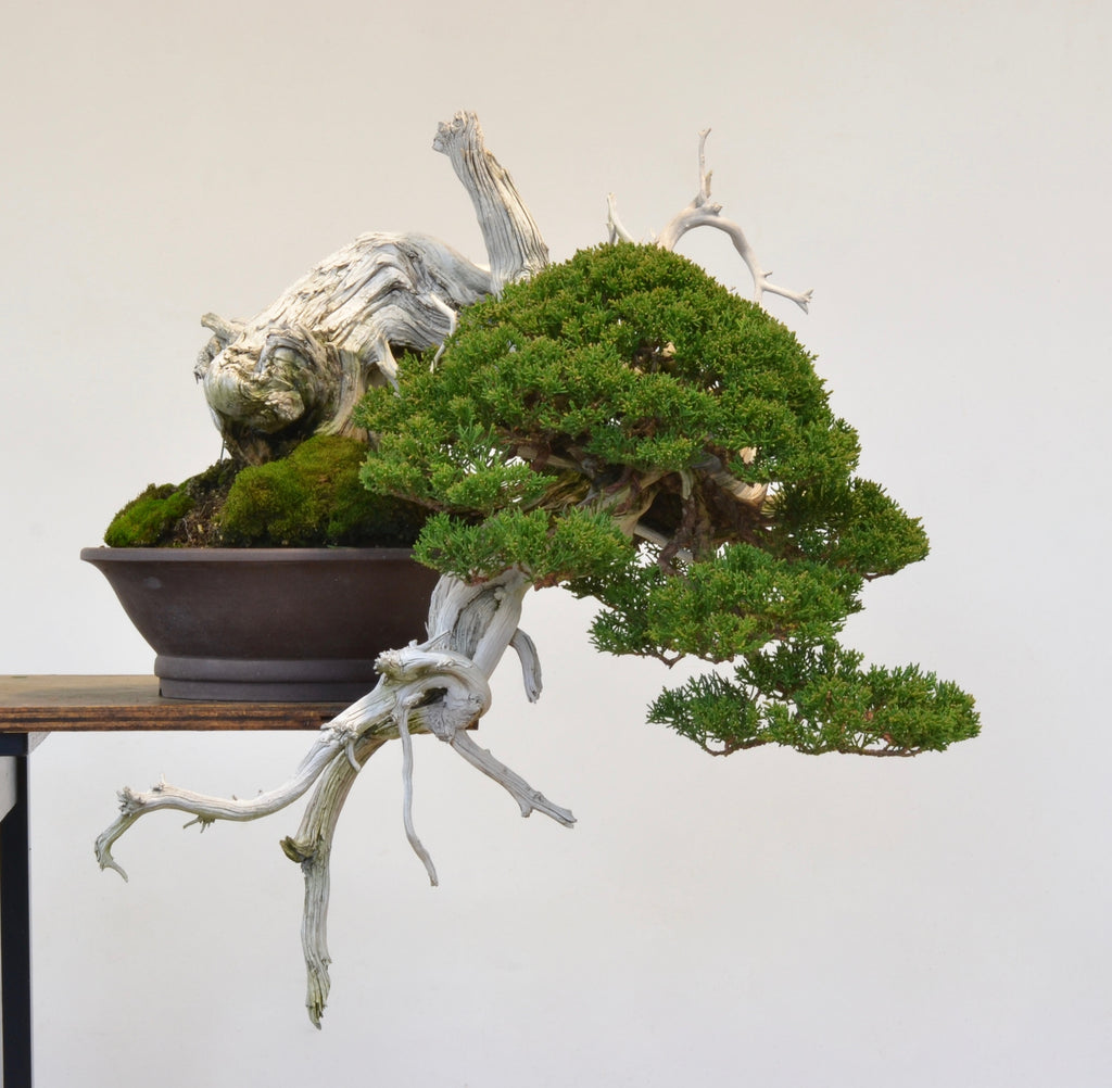 Michael Hagedorn's Conifer Bonsai – Stone Lantern