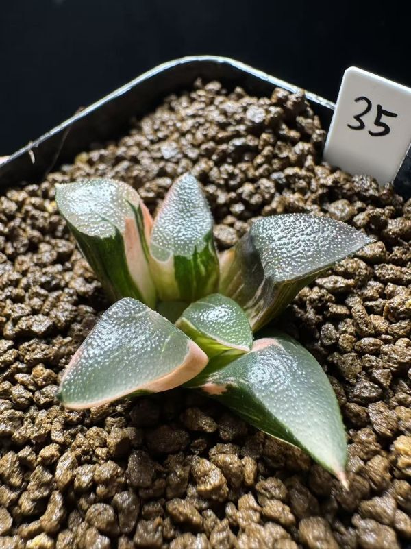 ハオルチア・アロエ ハオルチア Haworthia aquamarina MBB7006 N of