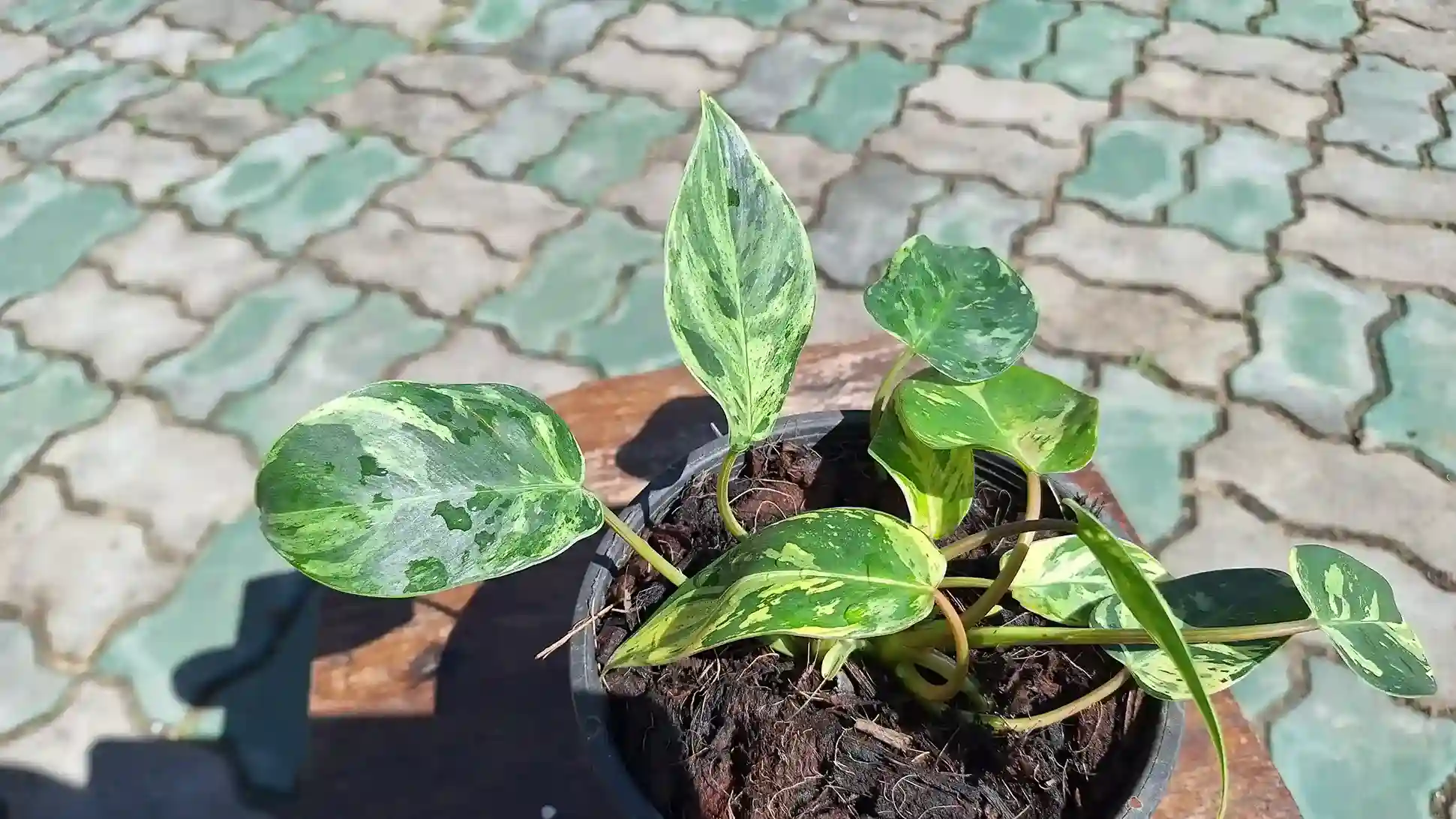 Philodendron Emerald Queen Variegated フィロデンドロン エメラルド