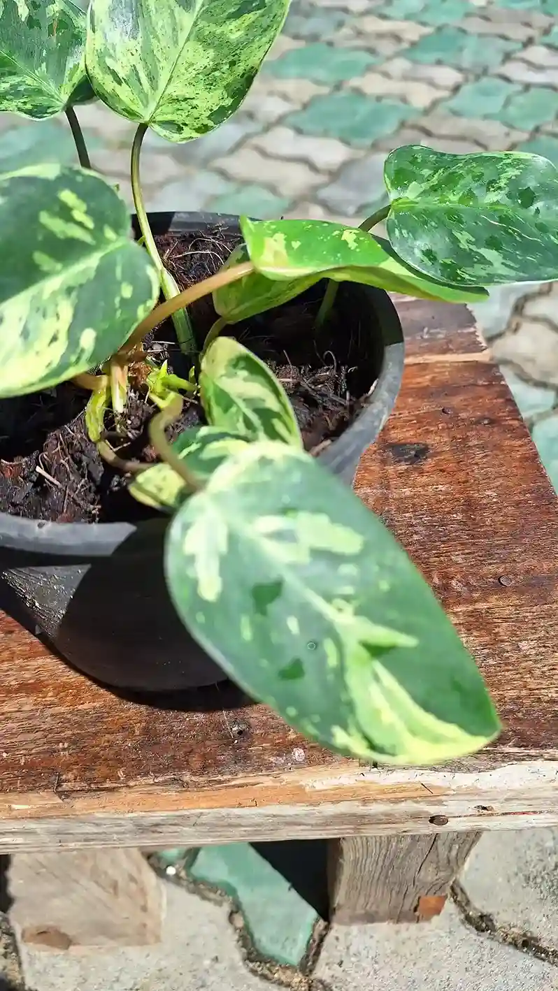 Philodendron Emerald Queen Variegated フィロデンドロン エメラルド