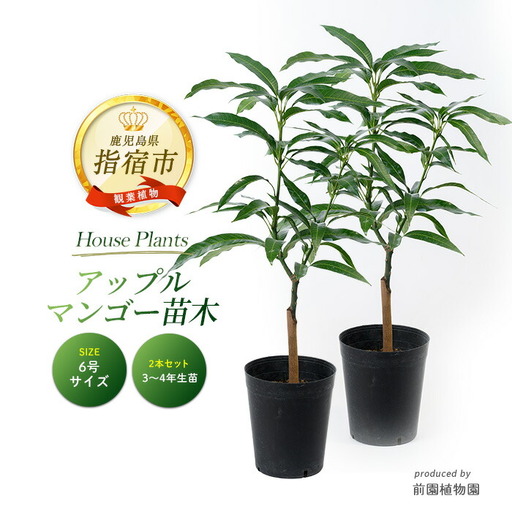 2026年1月中旬～発送【観葉植物】アップルマンゴー 苗木2本セット 6号