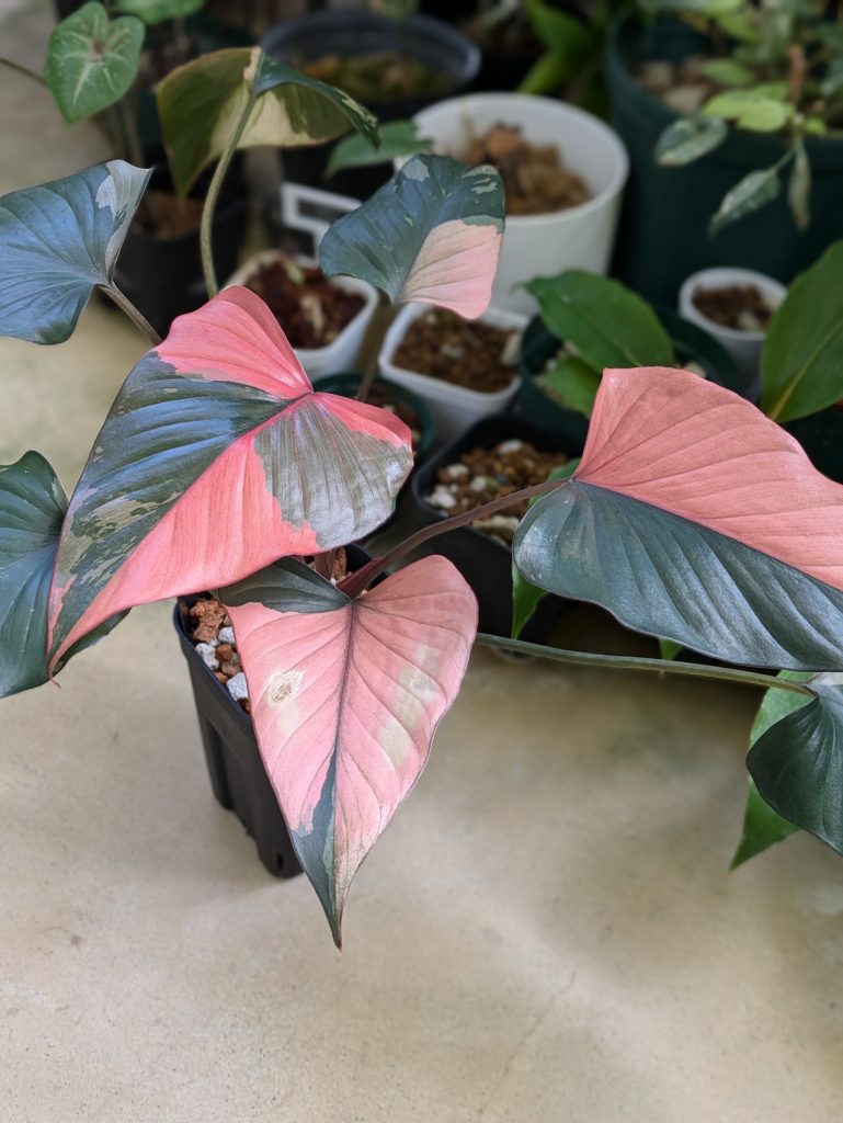 ホマロメナ・ピンクダイアモンド