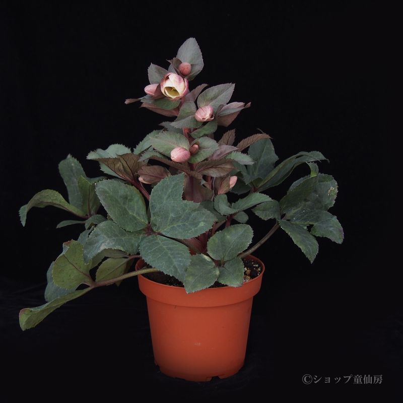 クリスマスローズ,童仙房ナーセリー＆ガーデンのクリスマスローズ,品種