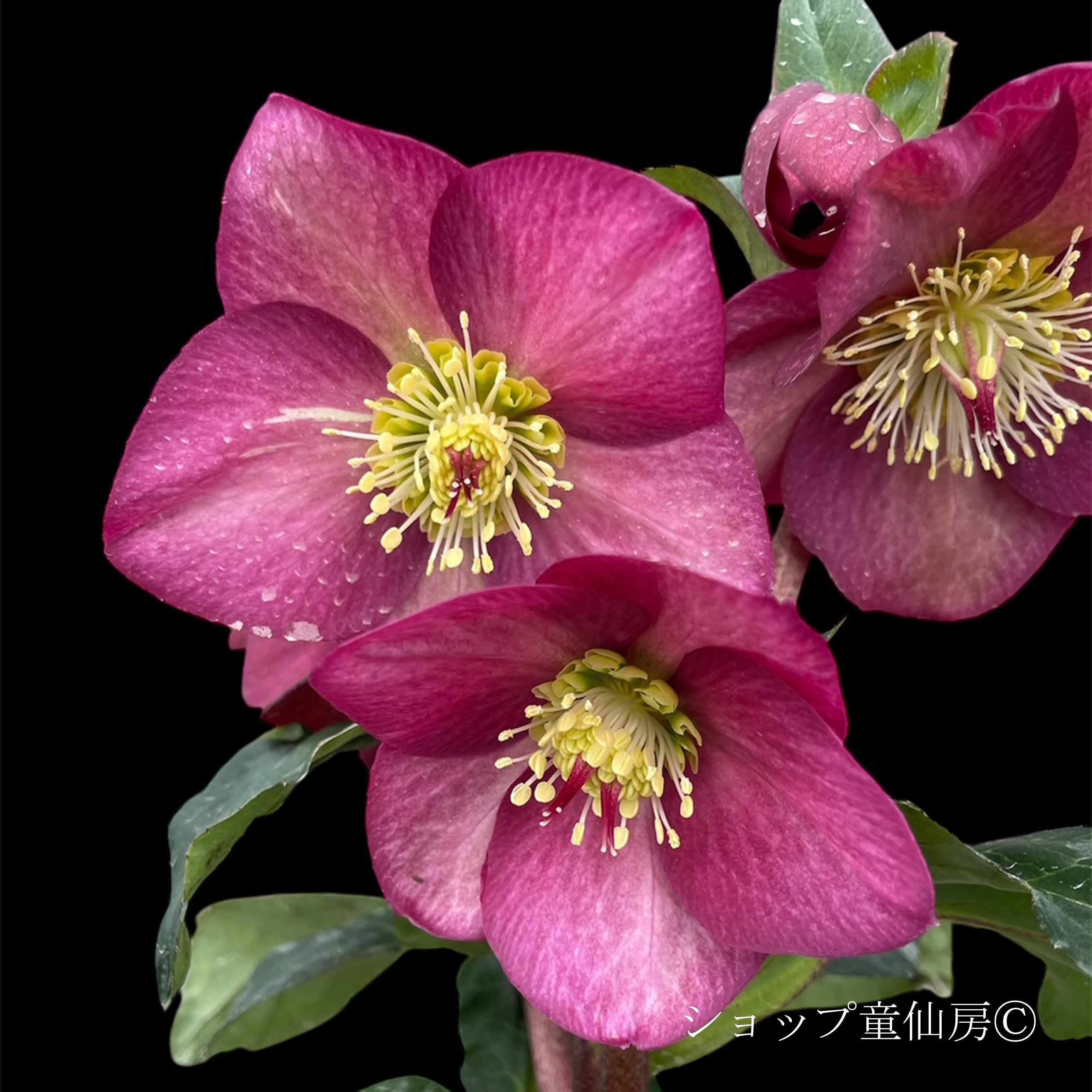 クリスマスローズ,童仙房ナーセリー＆ガーデンのクリスマスローズ