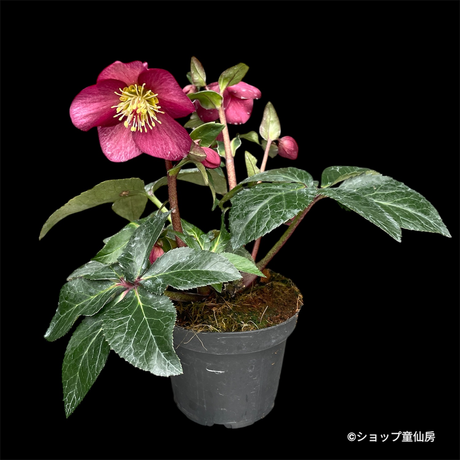 クリスマスローズ,童仙房ナーセリー＆ガーデンのクリスマスローズ