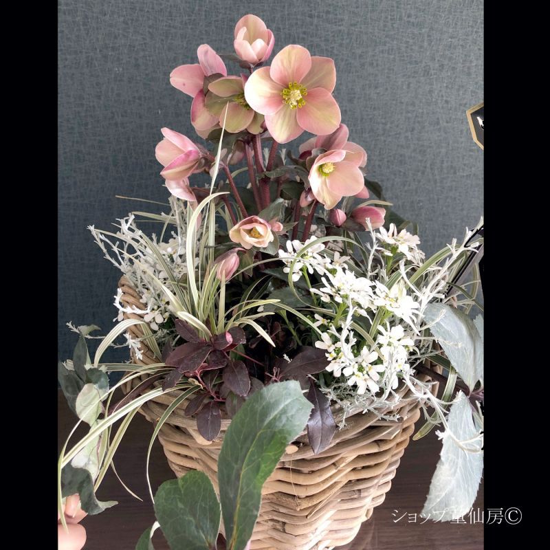 クリスマスローズはキリストの誕生花・寒い冬に満開のクリスマスローズ