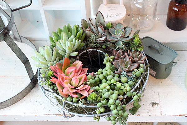 ハンギングリースSSに多肉の寄せ植え - Le Ciel（ル・シエル）
