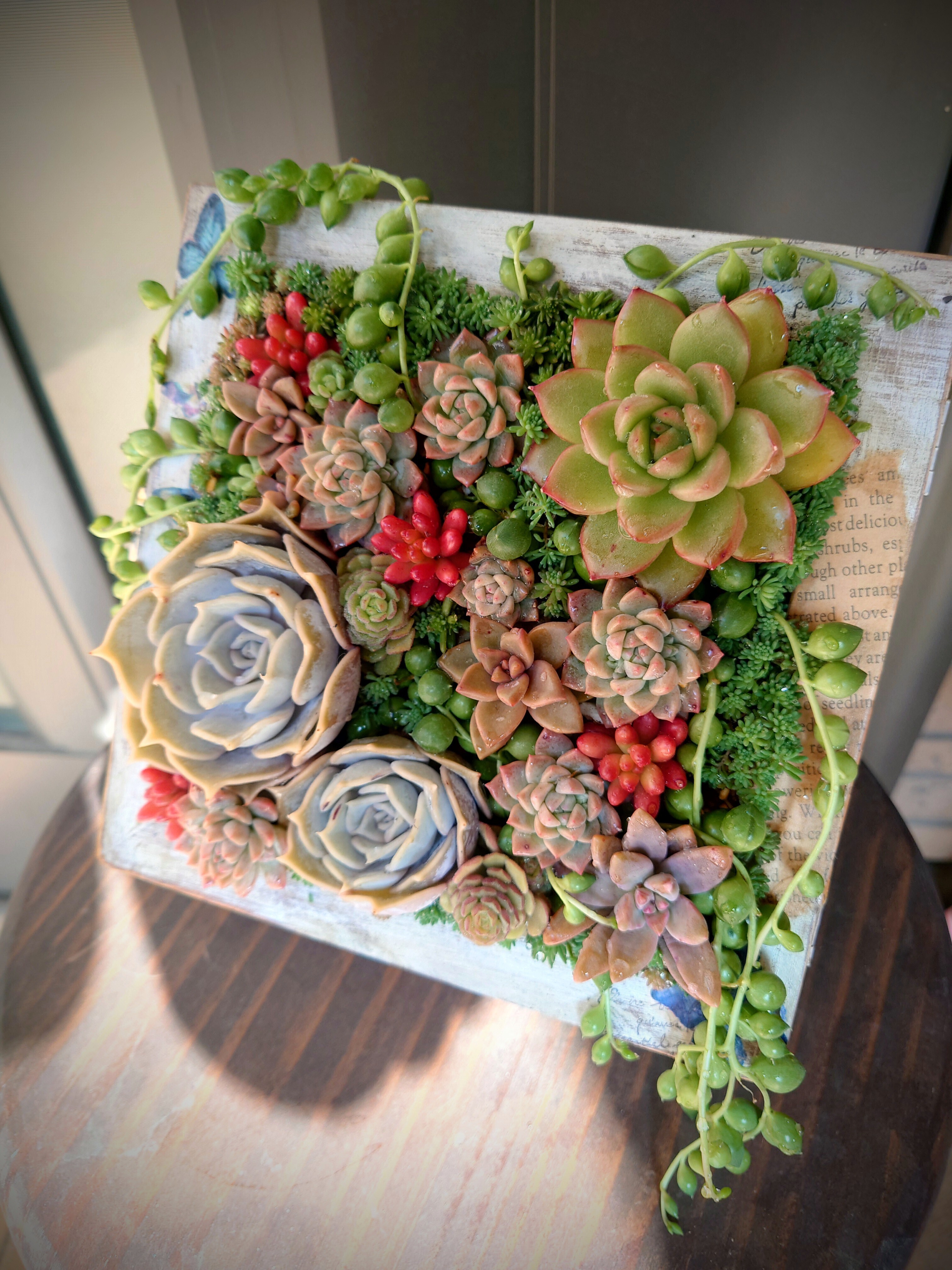 多肉植物寄植えレシピ（多肉ボックス編） | CAINZ DIY Square