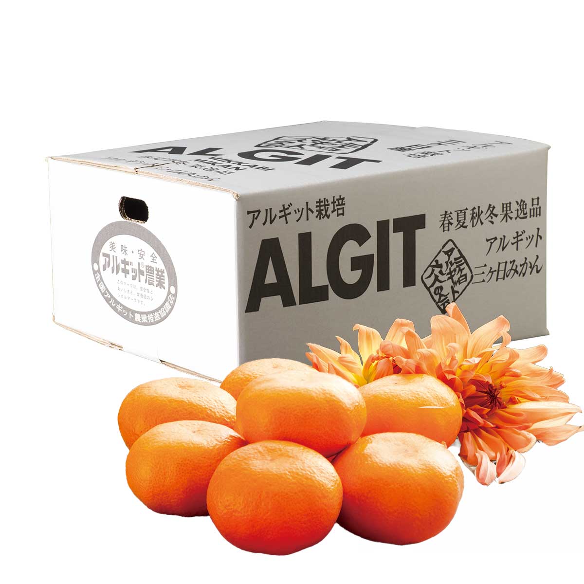 公式】 【終】【完売】【産地直送】三ケ日 みかん 青島【予定販売数500