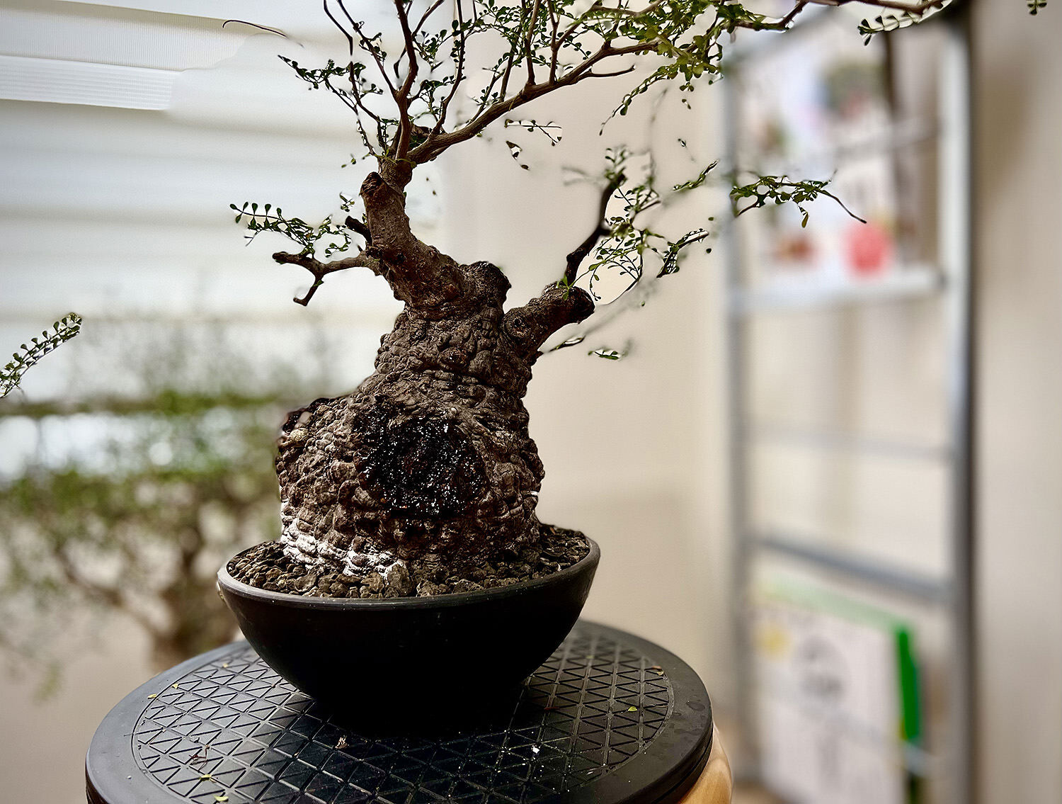 オペルクリカリア・パキプス