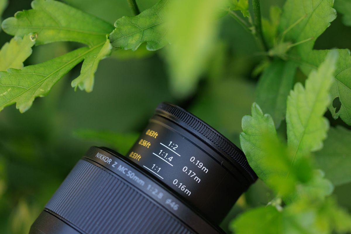 Nikon Z MC 50mm f/2.8 Macro Lens Review | Beautiful Macro Results