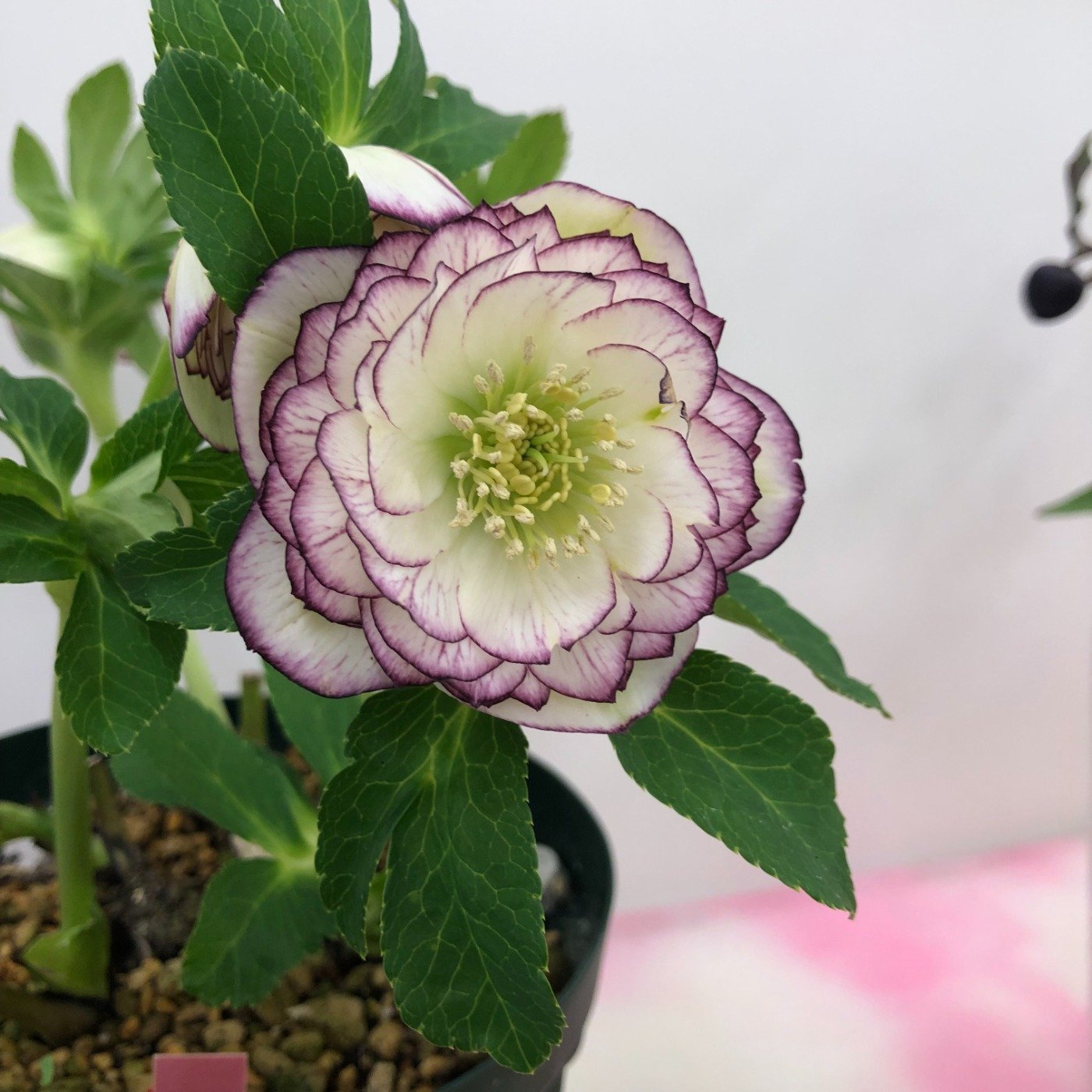 クリスマスローズの世界展2026 ～魅惑の花たちの宴～ | ニュース