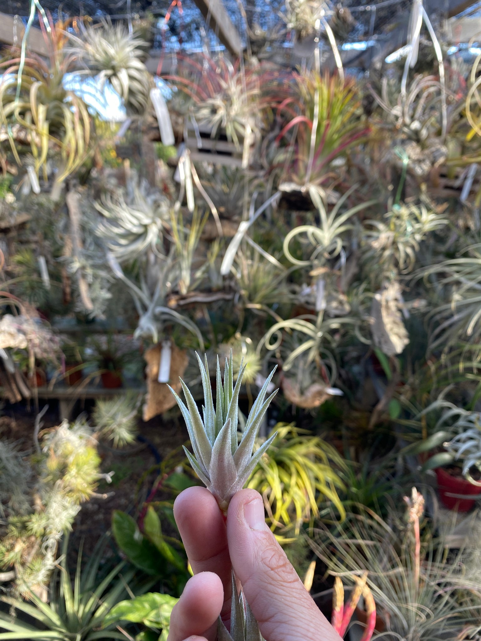 Tillandsia roseiflora x Tillandsia chapeuensis – Cuffel Farms