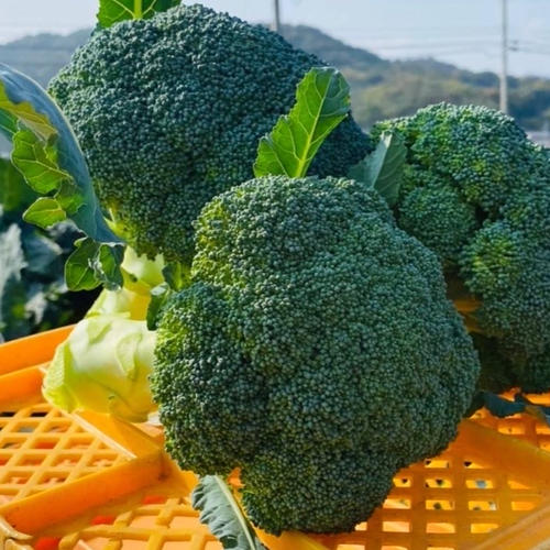 無くなり次第終了！】秋ブロッコリーsk9-099 ｜ 野菜/ブロッコリー