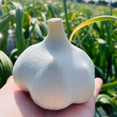 今なら50g増量】青森にんにく白玉王（大中玉）1.5キロ ｜ 野菜