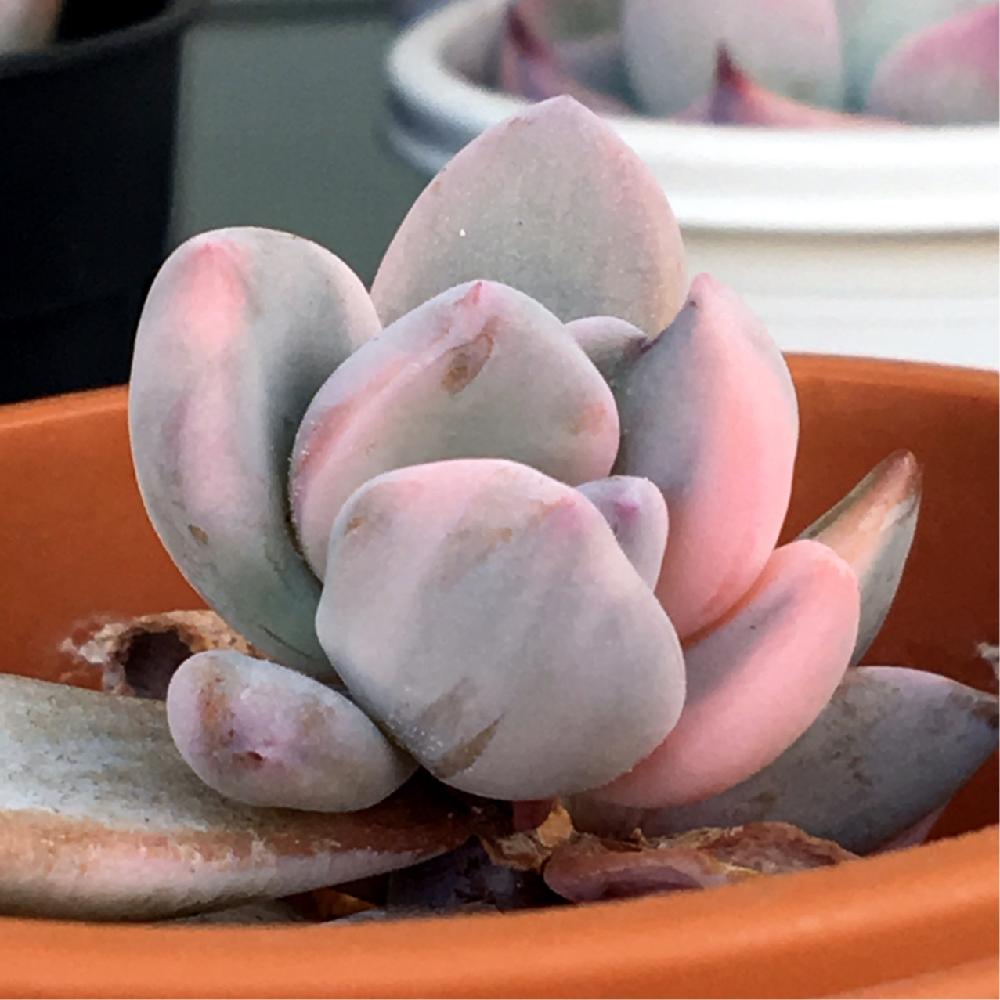 多肉植物の増やし方は葉挿し・挿し木の2種類で完璧！｜🍀GreenSnap