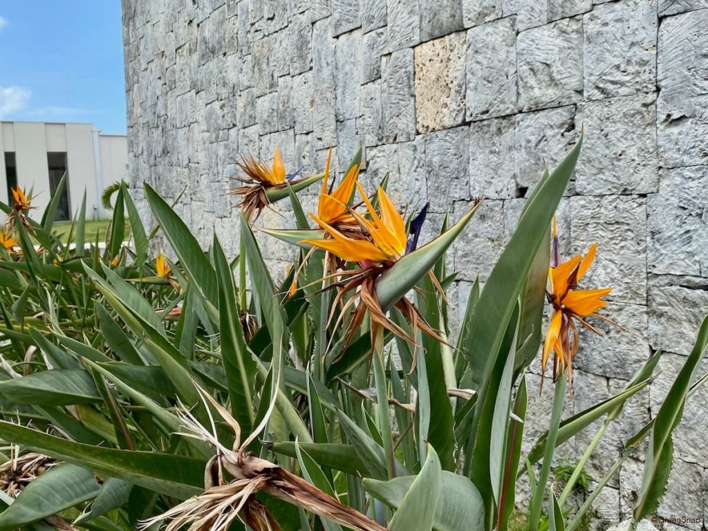 ストレリチア(極楽鳥花)の育て方｜植え替えや水やり頻度は？花が咲か