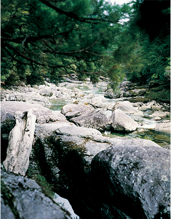 Yoshihiko UEDA - 上田義彦 | shashasha - Photography & art in books