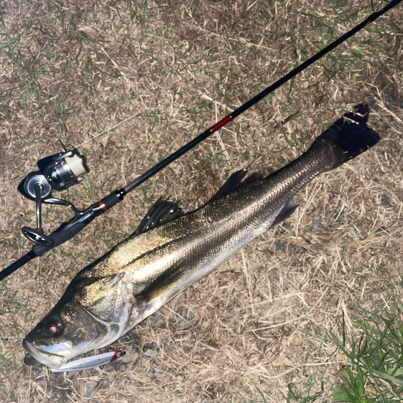 APIA フージン' Z TESTAMATTA 88MHの最安値・インプレ・釣果