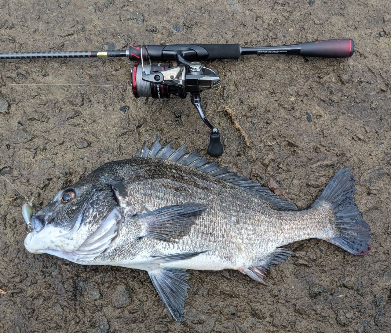 SHIMANO 20ゾディアス 268ML-2の最安値・インプレ・釣果 | 本音の