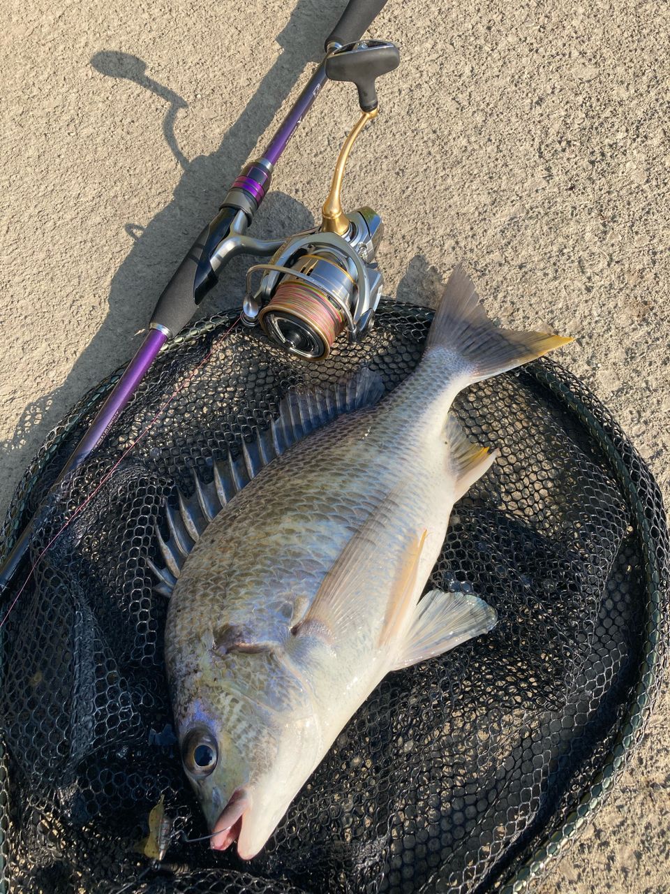 SHIMANO 19ブレニアス S76Mの最安値・インプレ・釣果 | 本音の口コミが