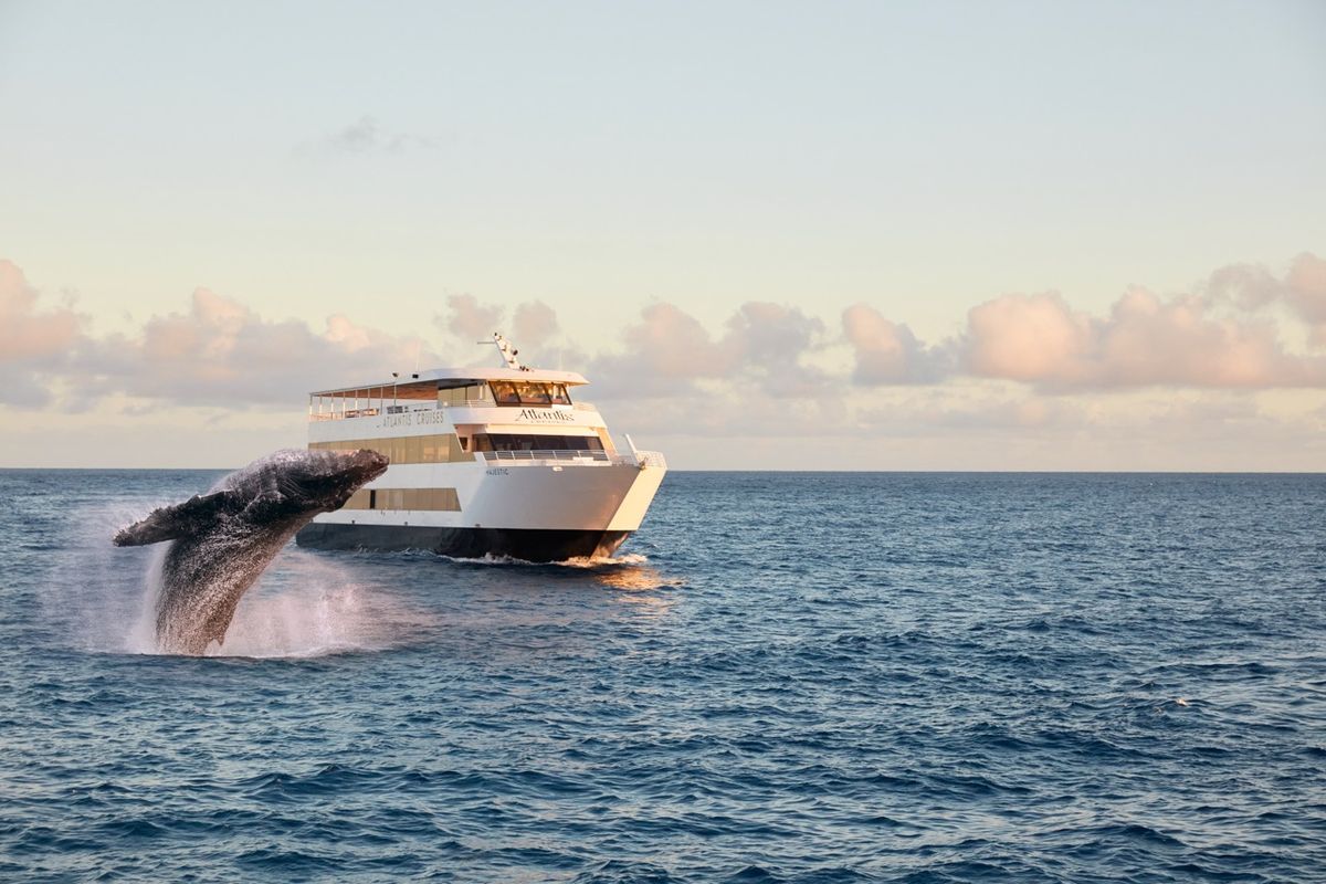 冬季限定】ホエールウォッチングクルーズ マジェスティック号 横揺れが