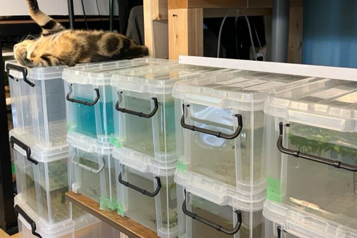 メダカ室内飼育の新定番『フタ付ハードコンテナ』が便利すぎた