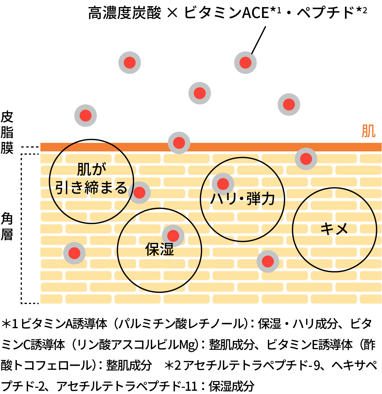 Starter Kit │ MEGLY