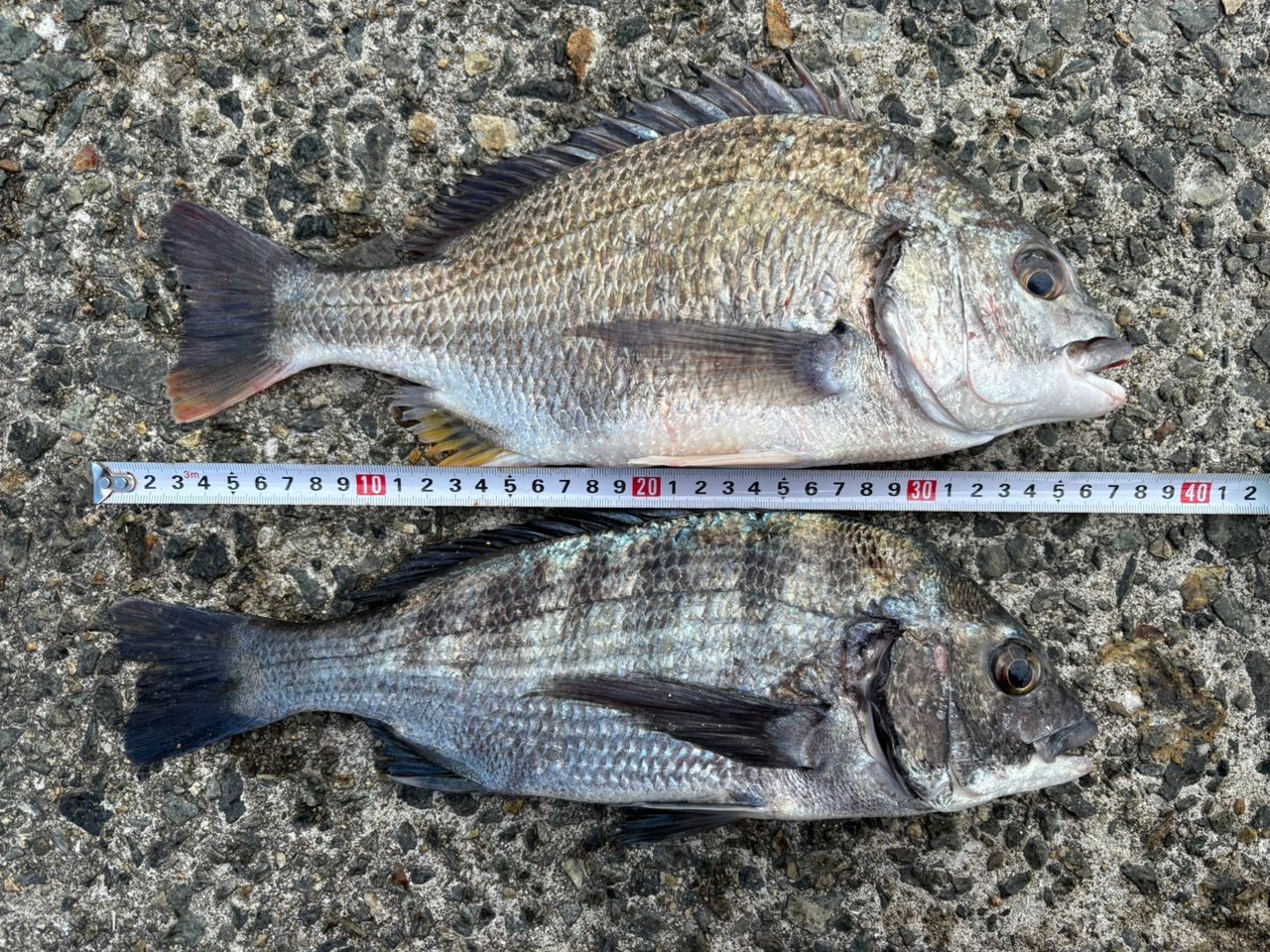 DAIWA 18パワーサーフ SS QD 4000QDの最安値・インプレ・釣果 | 本音の