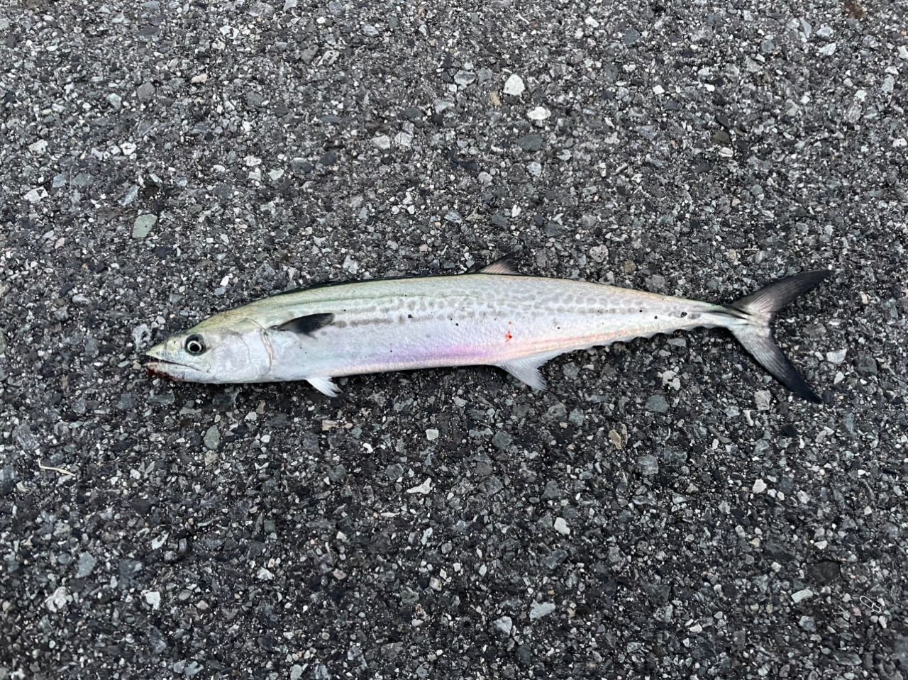 SHIMANO 19ソルティーアドバンス SEABASS S96Mの最安値・インプレ