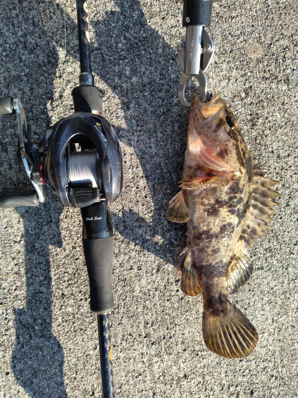 PALMS パームス ラークシューター LSRGS-84М＋ キジハタSP PALMS