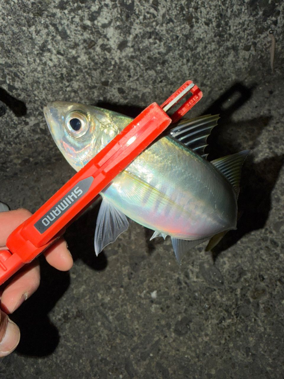 MajorCraft 鯵道 5G AD5-S622M/AJIの最安値・インプレ・釣果 | 本音の