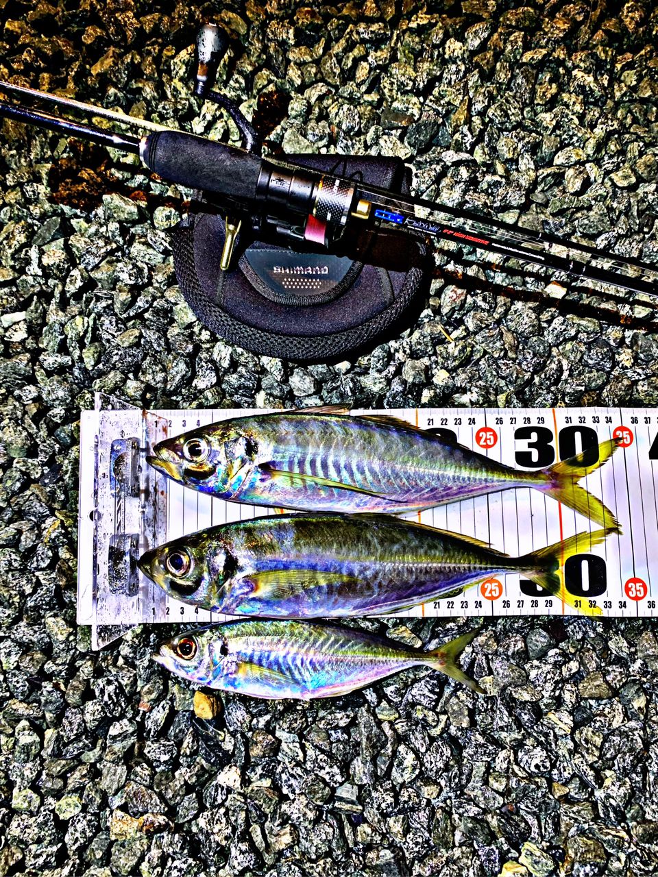 JACKALL スキャッドウォール SWS-62HS-STの最安値・インプレ・釣果