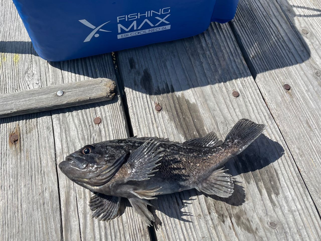 SHIMANO 19シーマーク 海上釣堀 4-360の最安値・インプレ・釣果 | 本音