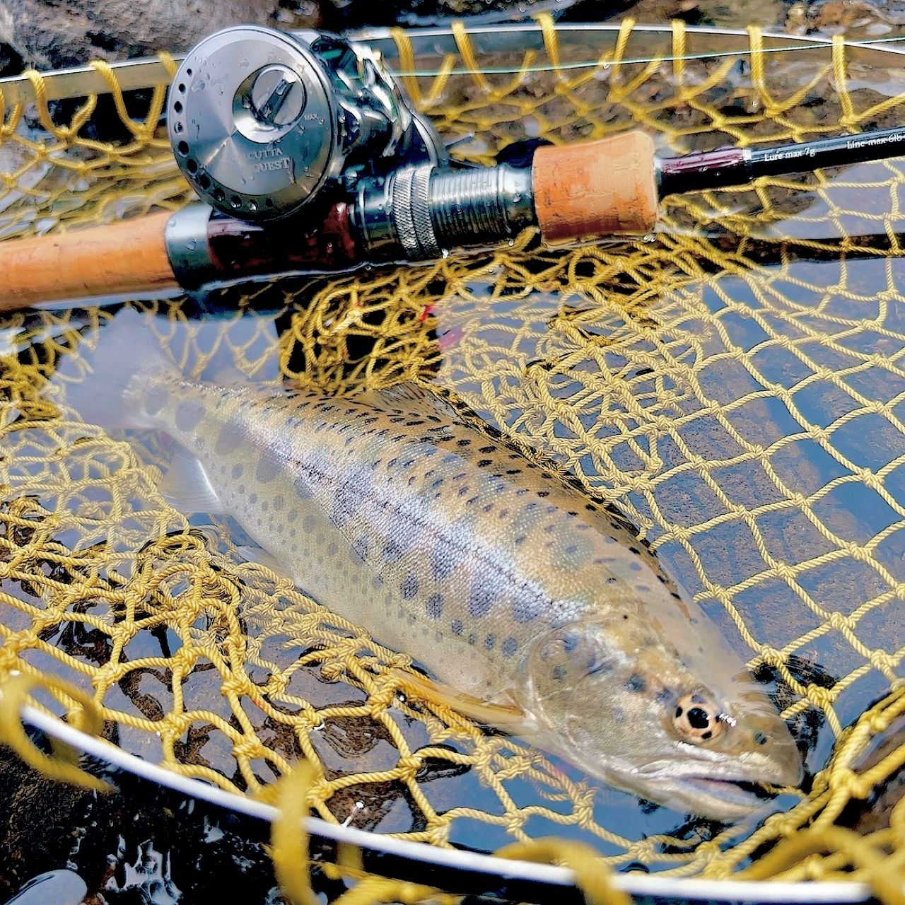 tailwalk トラウティア フェリーク C43L-Tの最安値・インプレ・釣果