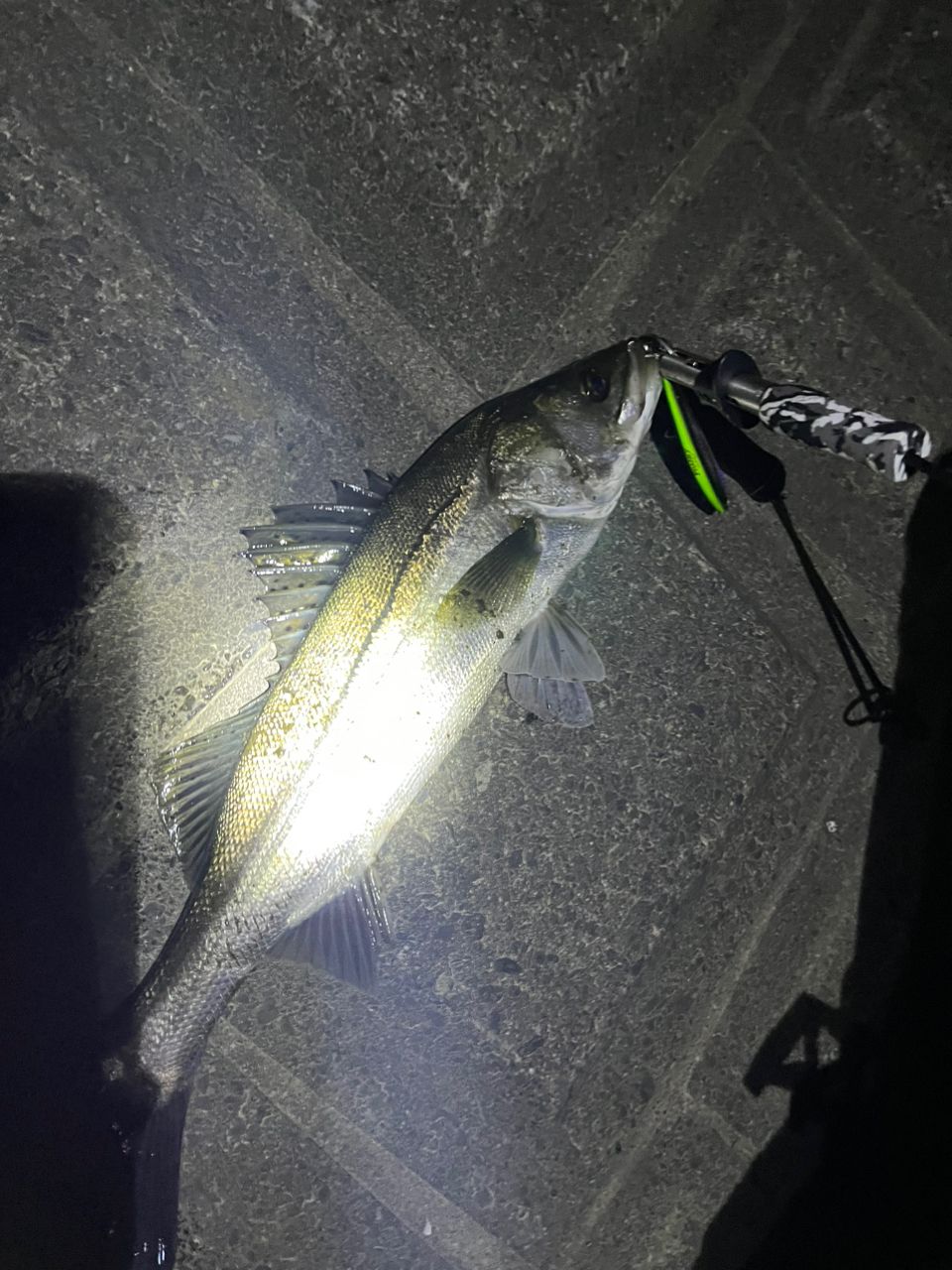 DAIWA 12トリプルビー 666TMLRBの最安値・インプレ・釣果 | 本音の