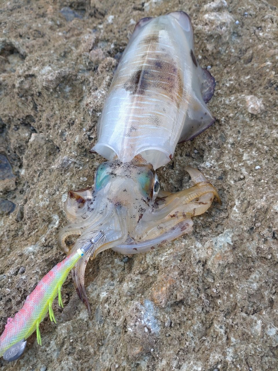 DAIWA 16エメラルダス ストイスト AGS IL 79MMHの最安値・インプレ