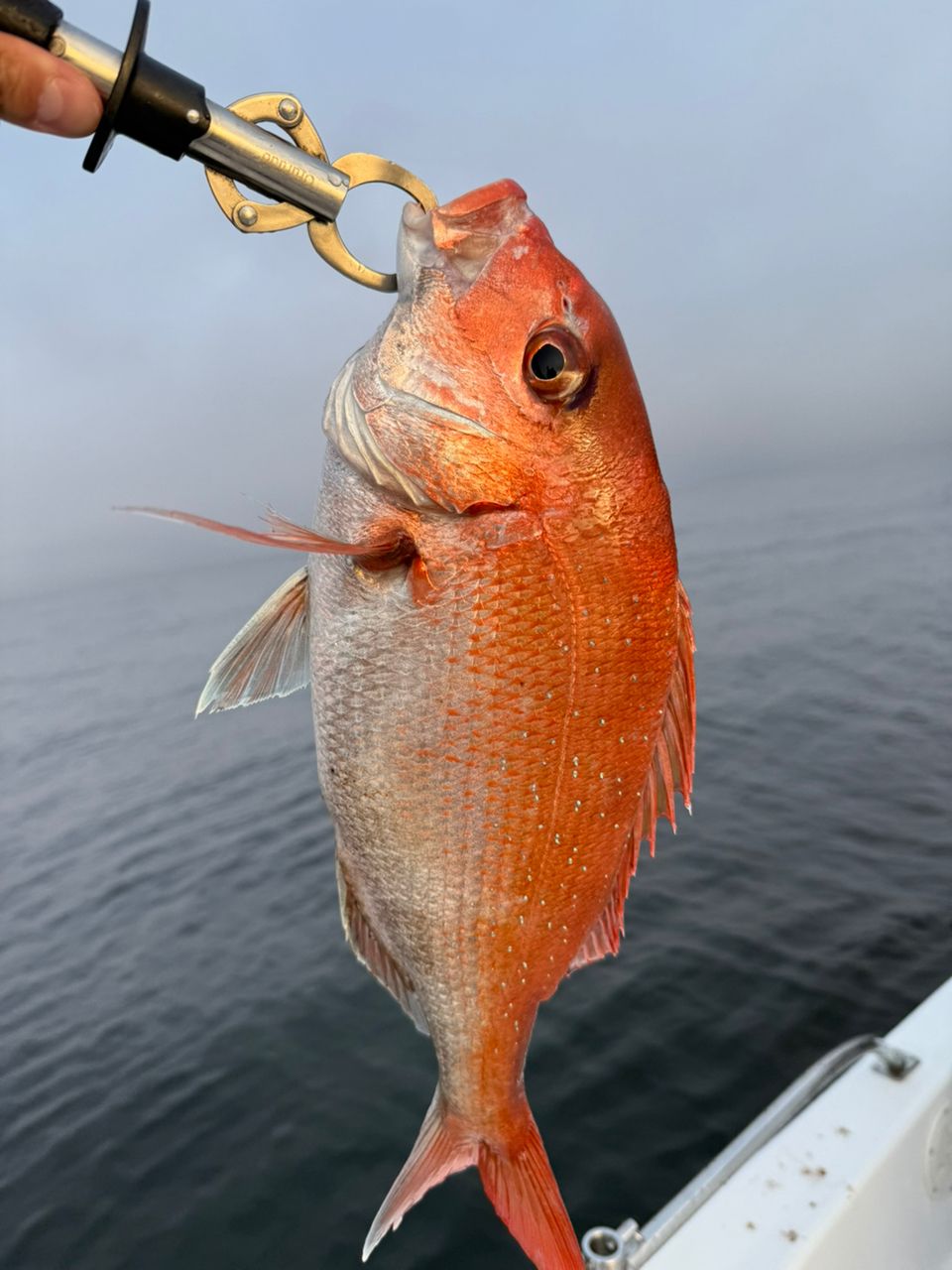 JACKALL ジーエスダブル GSW-C66ULの最安値・インプレ・釣果 | 本音の