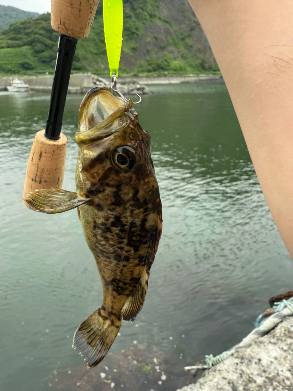 PRO MARINE ワンダーバスDXの最安値・インプレ・釣果 | 本音の口コミが