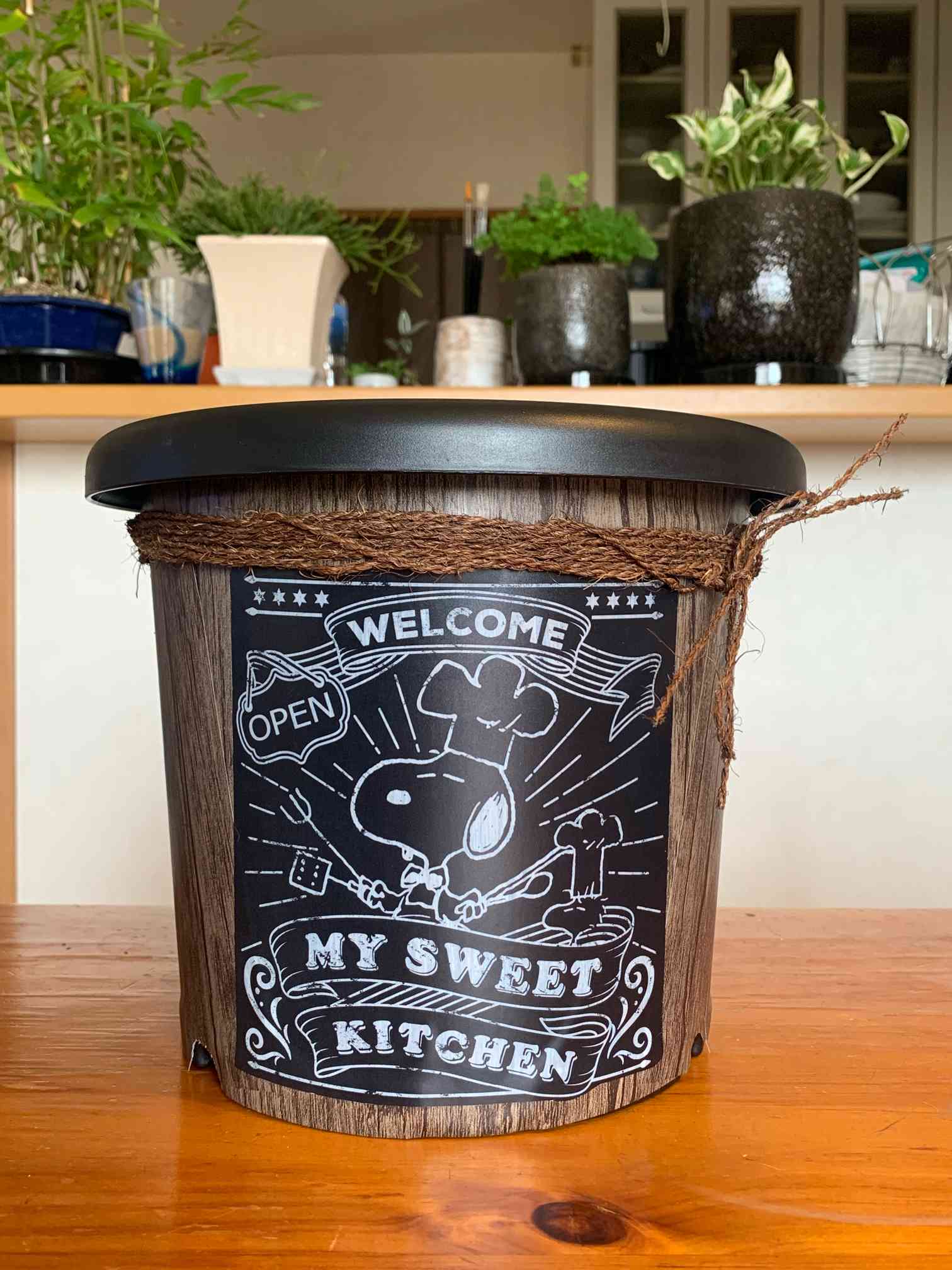 菊鉢をカッコ可愛くリメイク！٩(๑•̀ω•́๑)و✨｜🍀GreenSnap（グリーン